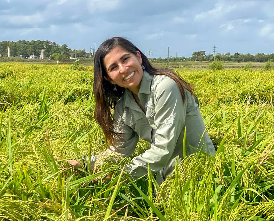 Lina Bernaola, Assistant Professor & Rice Entomologist, Texas A&M AgriLife Research