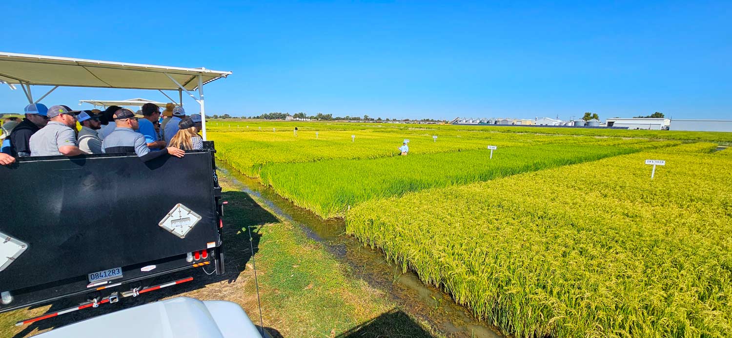 California Rice Rendezvous: A Journey into Field Day 2024