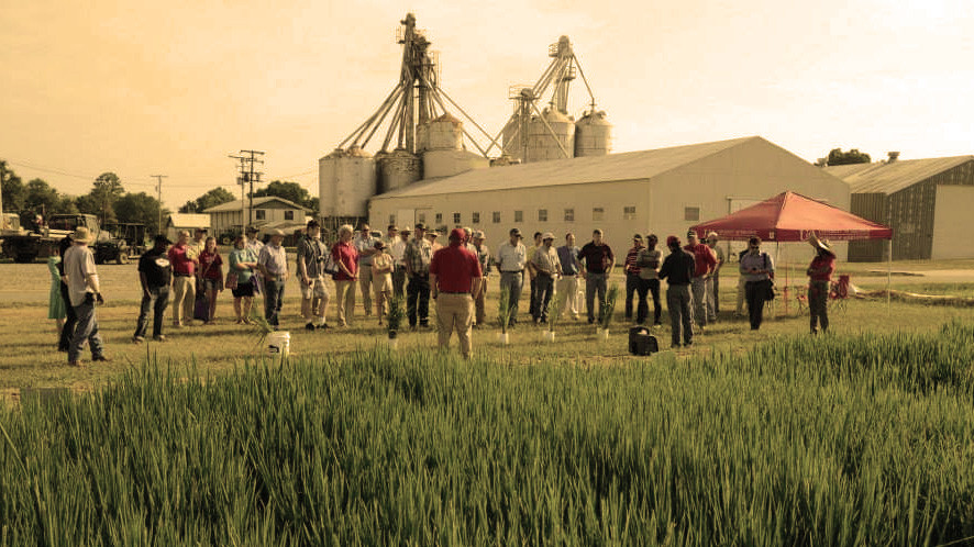 Rice Research Redux