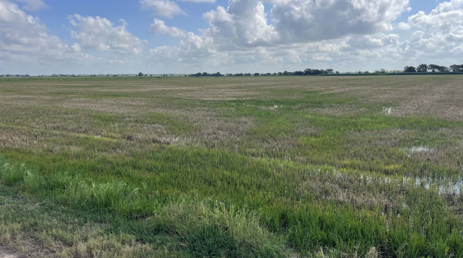 Rice Delphacid Threatening